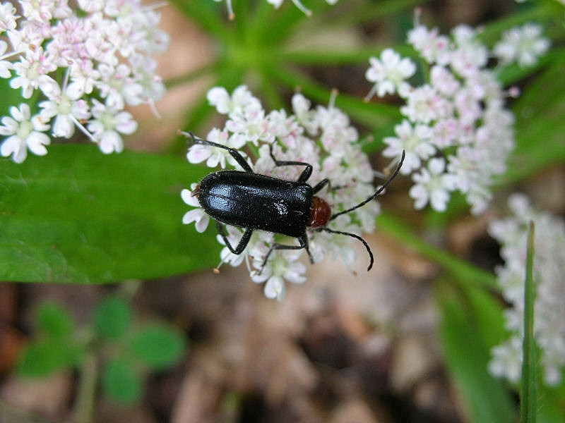 Cerambycidae: Dinoptera collaris